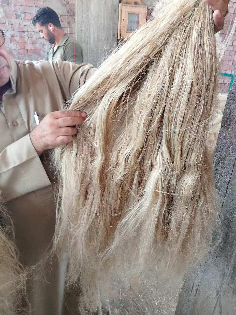 Scutched Long Flax Fiber: Egyptian flax fiber from the Flax United product collection